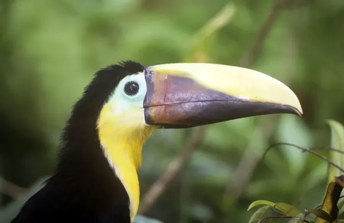 Framed Print : Chestnut-mandibiled Toucan - South East Honduras to West Ecuador Framed Print : Chestnut-mandibiled Toucan - South East Honduras to West Ecuador