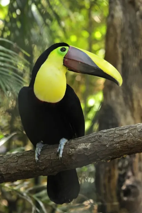 Framed Print : Chestnut-mandibled Toucan / Swainson's Toucan Framed Print : Chestnut-mandibled Toucan / Swainson's Toucan