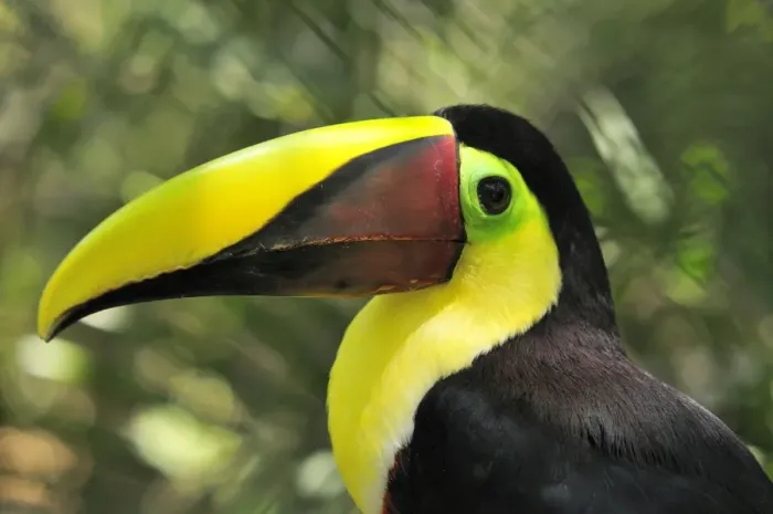 Framed Print : Chestnut-mandibled Toucan  /  Swainson's Toucan. Costa Rica
