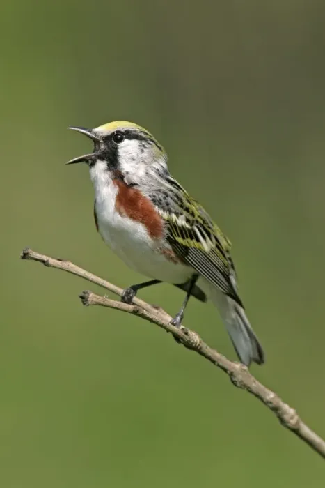 Framed Print : Chestnut-sided Warbler Framed Print : Chestnut-sided Warbler