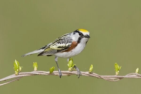 Chestnut-sided Warbler - Connecticut USA - May