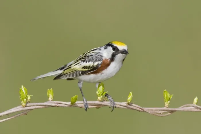 Framed Print : Chestnut-sided Warbler - Connecticut USA - May Framed Print : Chestnut-sided Warbler - Connecticut USA - May