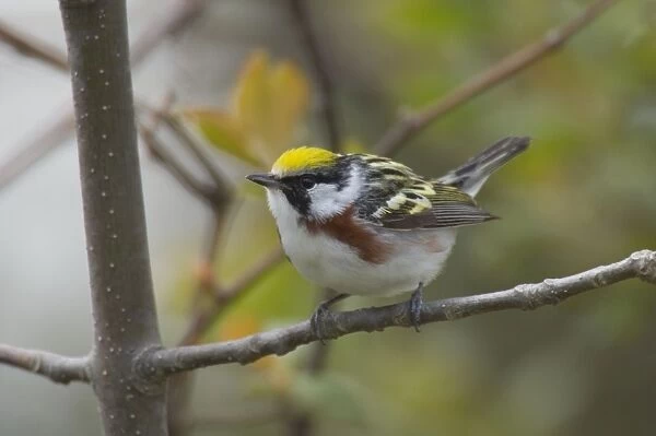 Chestnut-sided Warbler - Male perched on branch, Spring. Point Pelee, Ontario, Canada _TPL5998