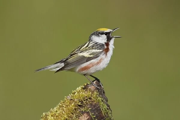 Chestnut-sided Warbler - male singing on territory - Spring - CT - USA