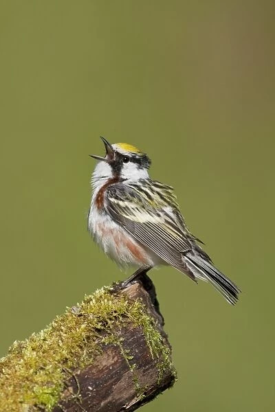 Chestnut-sided Warbler - male singing on territory - Spring - CT - USA