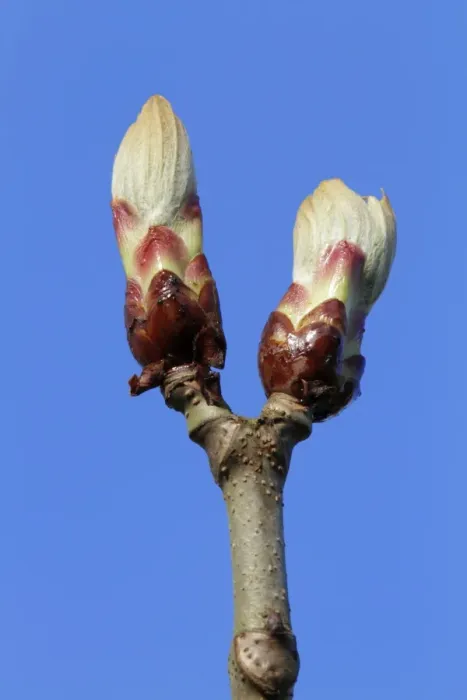 Framed Print : Chestnut Tree - buds about to open - Hessen - Germany Framed Print : Chestnut Tree - buds about to open - Hessen - Germany