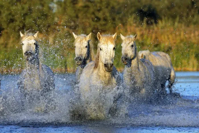 Framed Print : Cheval camargue Framed Print : Cheval camargue