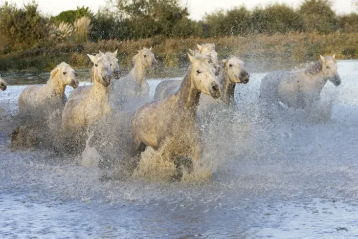 Framed Print : Cheval camargue Framed Print : Cheval camargue