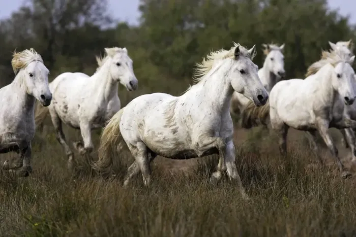 Framed Print : Cheval camargue