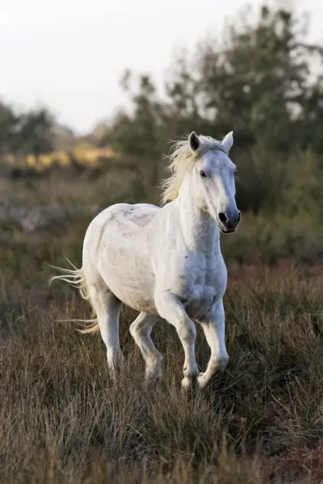 Framed Print : Cheval camargue