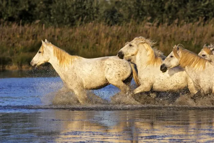 Framed Print : Cheval camargue Framed Print : Cheval camargue