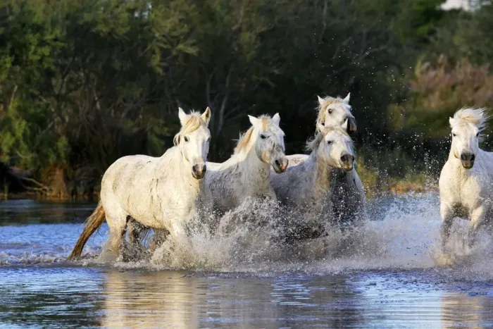 Framed Print : Cheval camargue Framed Print : Cheval camargue
