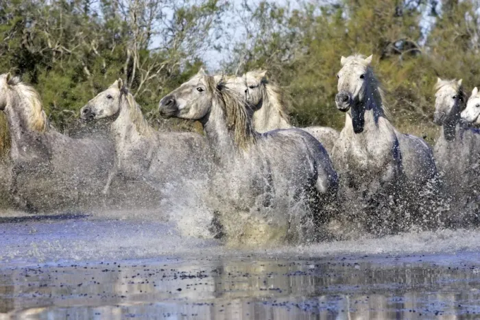 Framed Print : Cheval camargue Framed Print : Cheval camargue