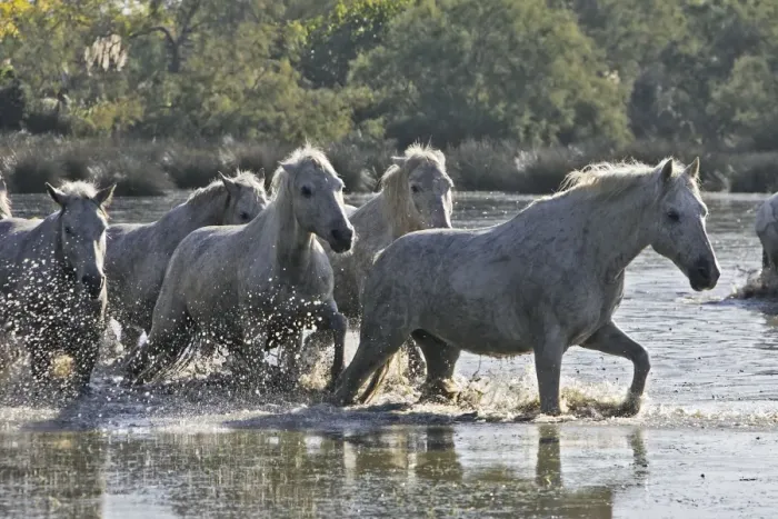 Framed Print : Cheval camargue Framed Print : Cheval camargue