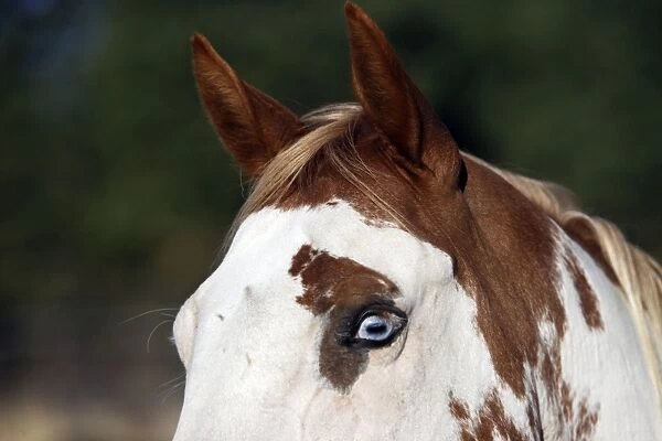 cheval de la race 'Quarter horse' et / ou 'Paint' des USA