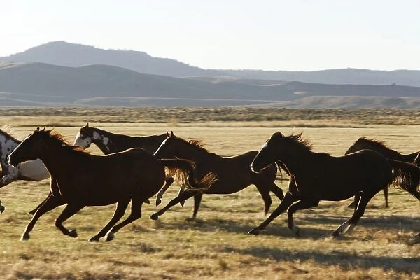 cheval de la race 'Quarter horse' et / ou 'Paint' des USA