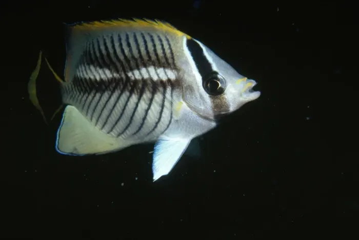 Framed Print : Chevroned Butterflyfish Framed Print : Chevroned Butterflyfish