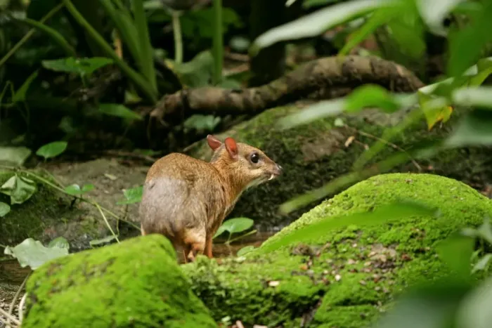 Framed Print : Chevrotain / Lesser Mouse Deer Framed Print : Chevrotain / Lesser Mouse Deer