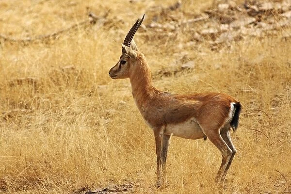 Chibkara  /  Indian Gazelle in the dry grassland, Ranthambhor National Park, India
