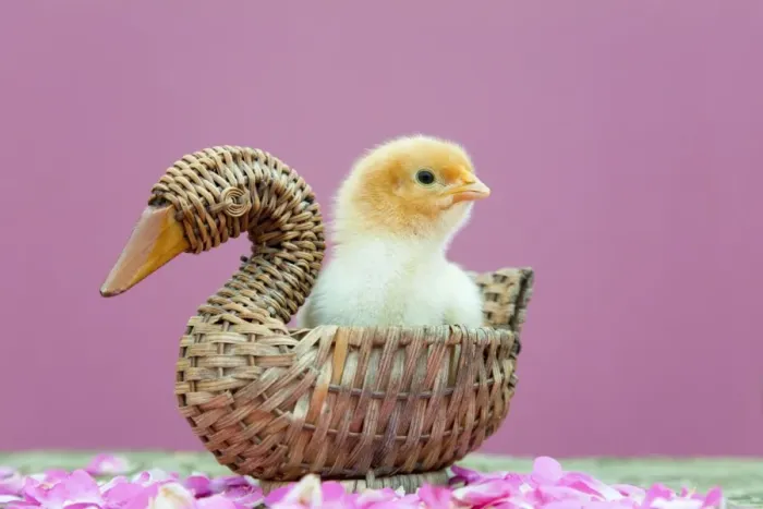 Framed Print : Chick in basket - UK Framed Print : Chick in basket - UK