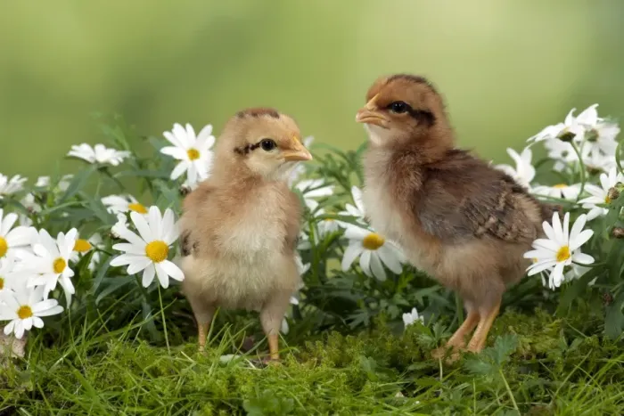 Framed Print : CHICK - Chicks in flowers Framed Print : CHICK - Chicks in flowers