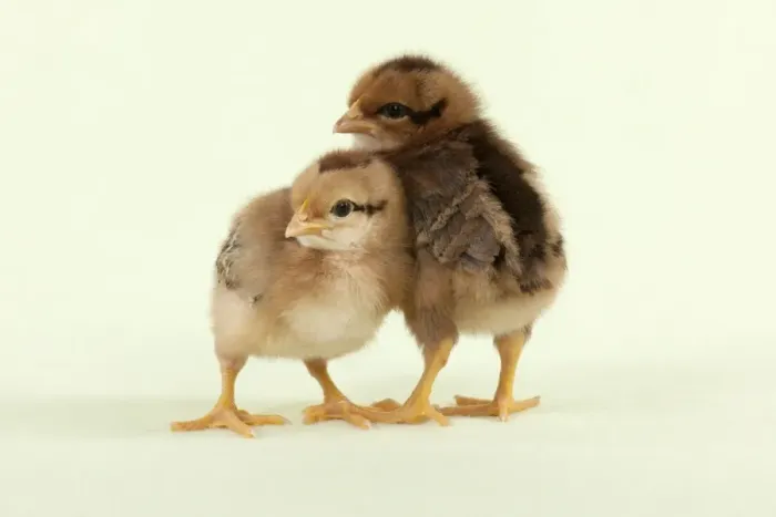 Framed Print : CHICK - Chicks standing together Framed Print : CHICK - Chicks standing together