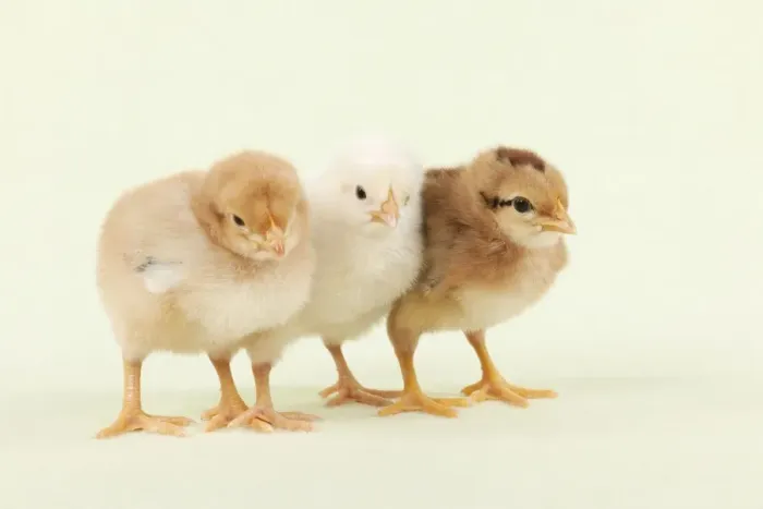 Framed Print : CHICK - Chicks standing together Framed Print : CHICK - Chicks standing together