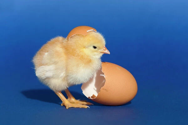 Chick with an egg shell