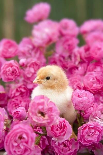 Chick - amongst Pink Roses - Cornwall - UK