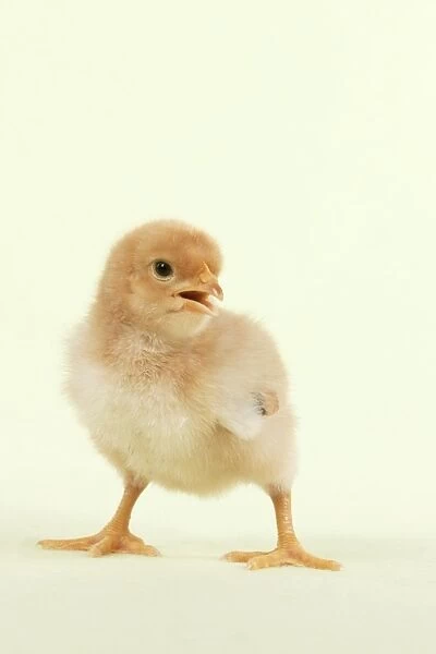Chick - standing