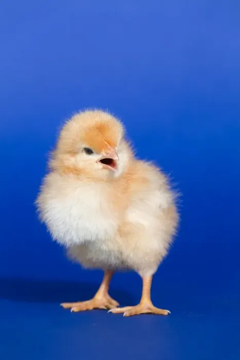 Framed Print : Chick - UK Framed Print : Chick - UK