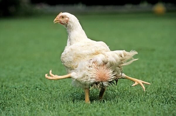 Chicken - 4 legged chicken running through grass