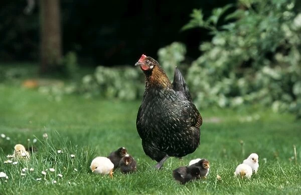 Chicken - black with black & yellow chicks in grass
