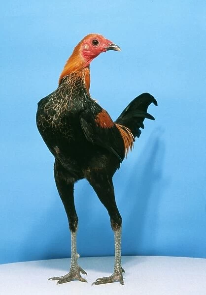 Chicken Brown & Red Fowl Cock Modern game breed