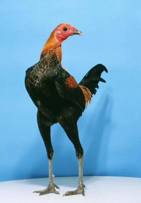 Framed Print : Chicken Brown & Red Fowl Cock Modern game breed Framed Print : Chicken Brown & Red Fowl Cock Modern game breed