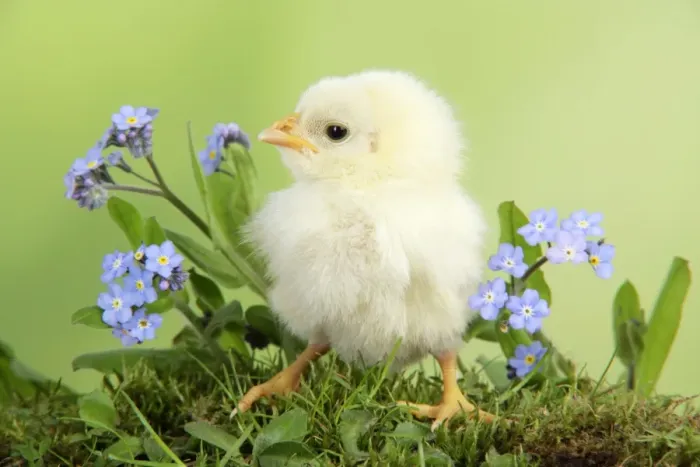 Framed Print : Chicken - chick Framed Print : Chicken - chick