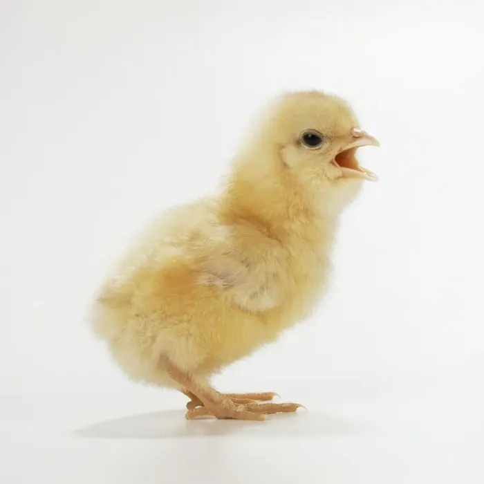 Framed Print : Chicken Chick