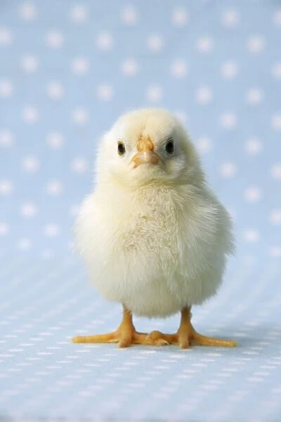 Chicken - chick on blue spotted background