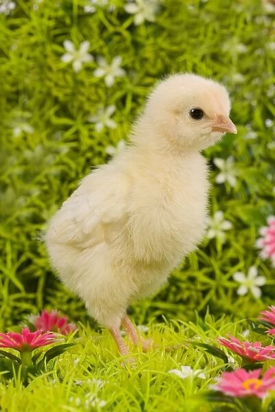 Chicken - chick amongst flowers