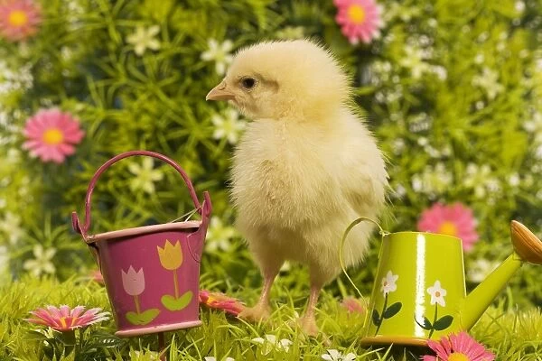 Chicken - chick amongst flowers & ornaments
