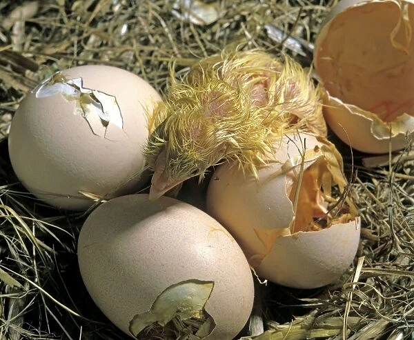 Chicken chick - Hatching from egg