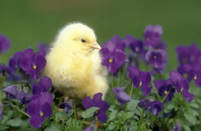 Framed Print : Chicken Chick in pansies Framed Print : Chicken Chick in pansies