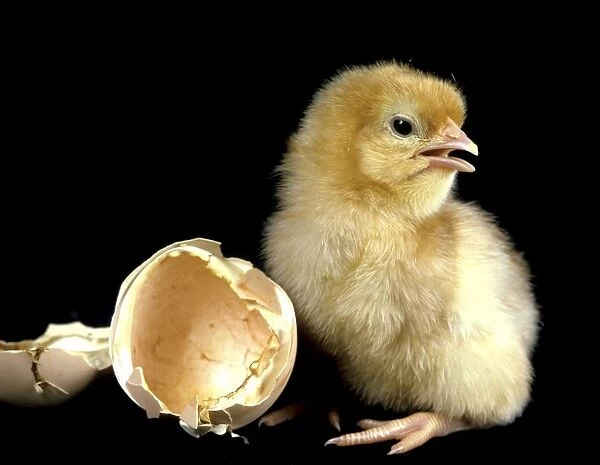 Chicken - chick recently hatched from egg