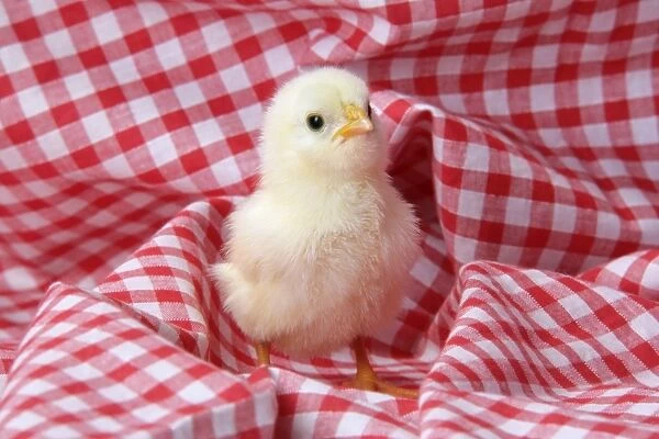 Chicken - chick on red gingham