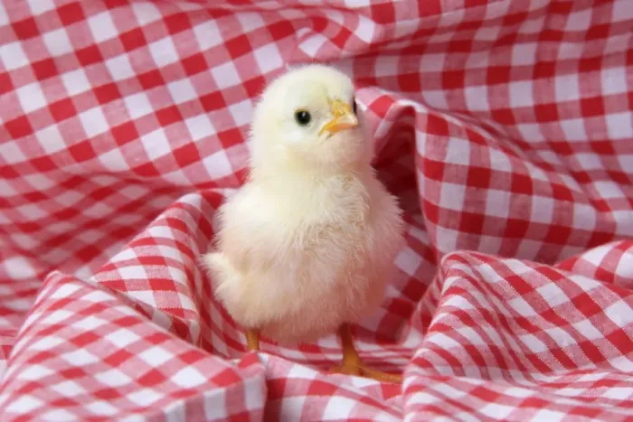 Framed Print : Chicken - chick on red gingham Framed Print : Chicken - chick on red gingham