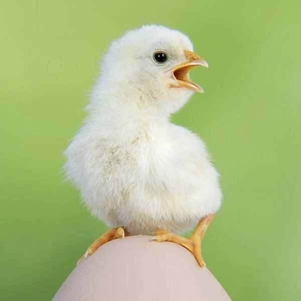 CHICKEN - chick sitting on a large egg