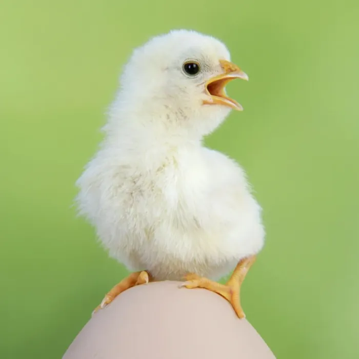 Framed Print : CHICKEN - chick sitting on a large egg Framed Print : CHICKEN - chick sitting on a large egg
