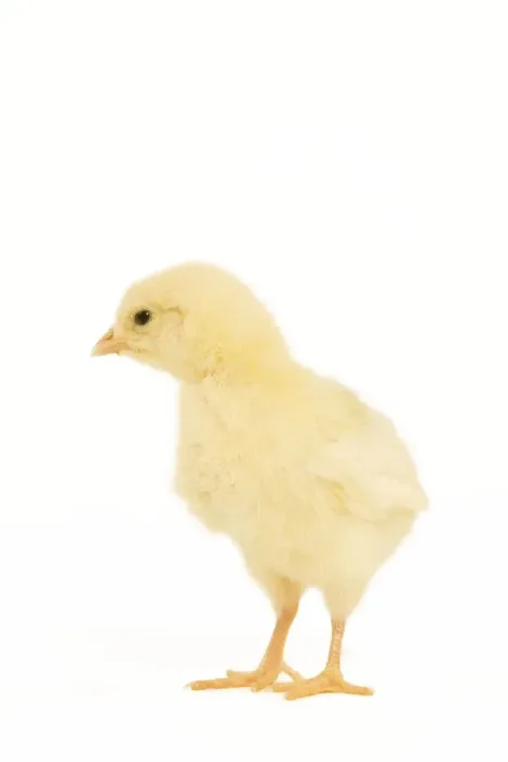 Framed Print : Chicken - chick in studio Framed Print : Chicken - chick in studio