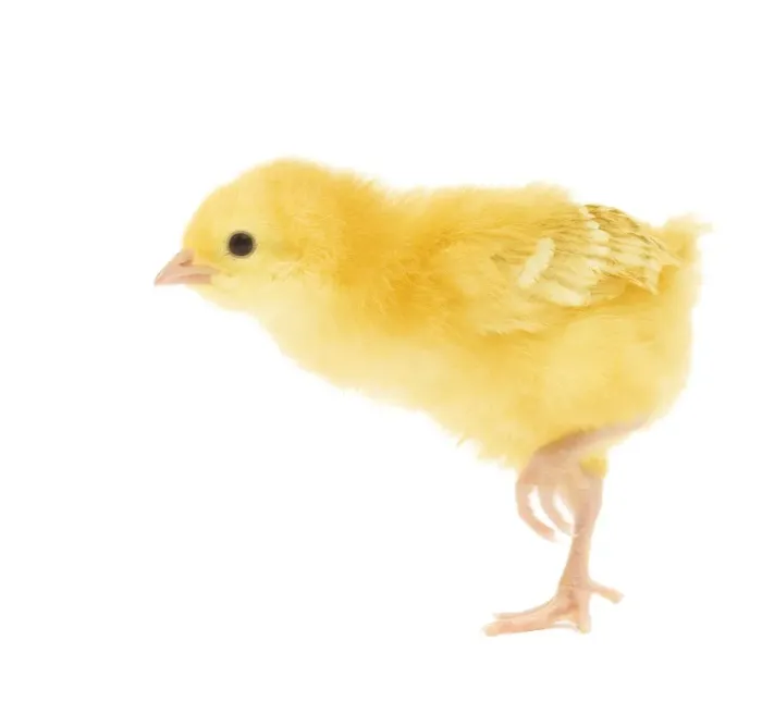Framed Print : Chicken - chick in studio Framed Print : Chicken - chick in studio
