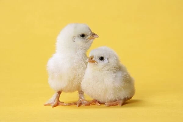 Chicken - chick on yellow background
